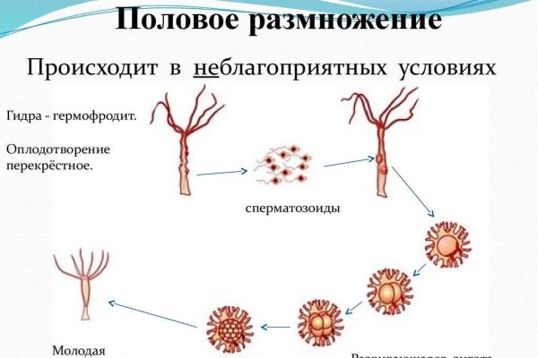 Блэк спрут рабочие зеркала телеграм