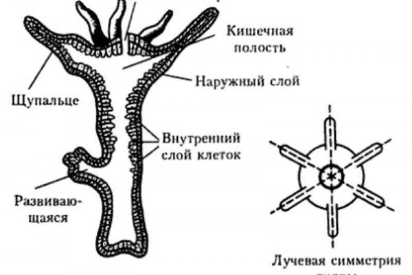 Tor blacksprut blacksprut click